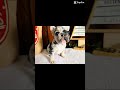 French Bulldog dogs for sale: Nico Poco - Video 1