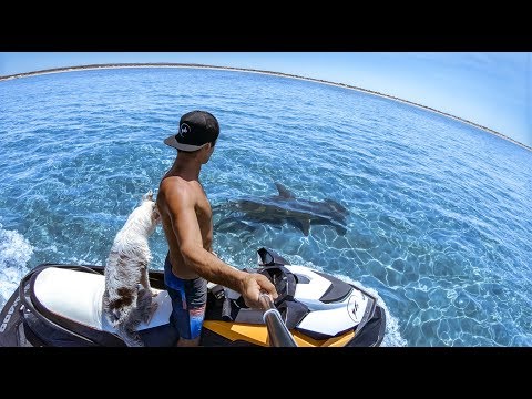 YBS Lifestyle Ep 2 - CRAYFISH CATCH AND COOK | Pet Mangrove Jacks | Hammerhead Shark And A Dingo
