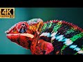 4k Video Ultra Hd 4kvideo 4k Animals And Nature 4k Video Songs COSTA RICA IN 4K 60fps HDR ULTRA HD