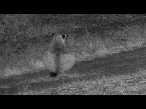 Djuma: Three lionesses come for a quick drink and contact calling - 00:33 - 08/06/18
