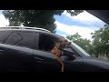 Dog Wearing Sunglasses Riding In A Car