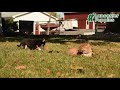 Shiba Inu dogs for sale: Sparky - Video 1