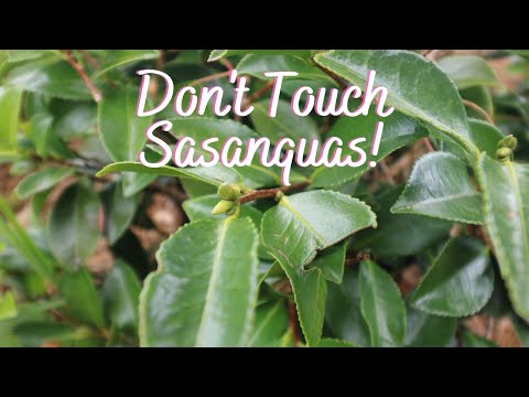 Don't Touch Sasanquas!
