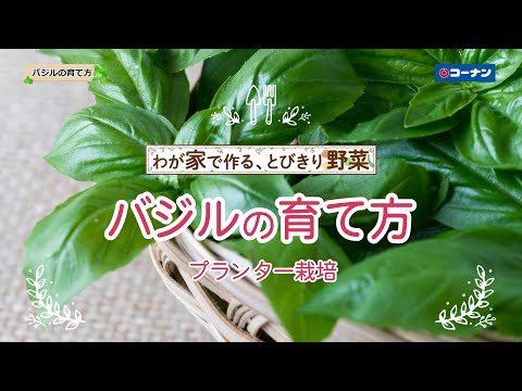 バジルを上手に育てるには？大きく青々とした葉を作るためのプロのヒント  庭園