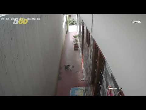 Catfight! Brave Pet Cat Fights Off Deadly Snake to Protect Homeowner