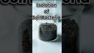 Download lagu Isolation of Soil Bacteria. #microbiology #bacteria #soil #lablife #microorganisms #science mp3
