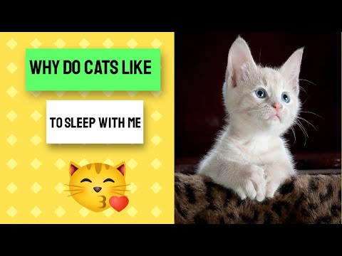 why do cats like to sleep with their owners 🐈🐈