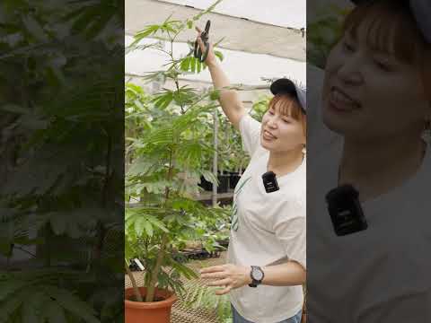 春に剪定すべきではない植物はどれですか?またその理由は何ですか?  庭園