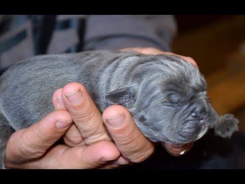 download lagu mp3 mp4 Cane Corso Puppies Australia, download lagu Cane Corso Puppies Australia gratis, unduh video klip Cane Corso Puppies Australia