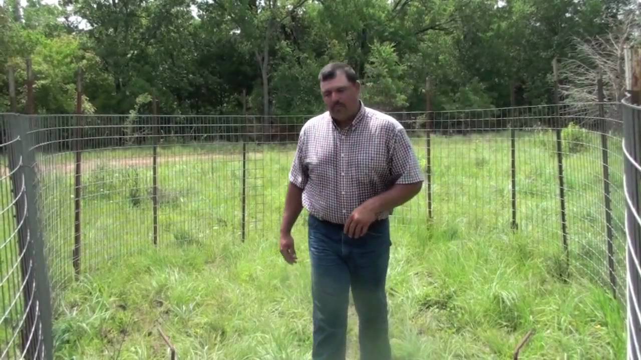 Trapping Feral Hogs: Trap Designs