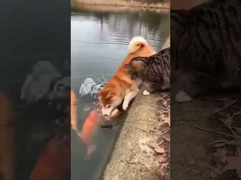 The Cat Threw Food Down… and the Shiba CHANGED IN 1 Second  #shibainuexpression #shibainugrumpy