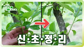 신초정리 지금 당장 하세요!! ㅣ 대과를 만들기 위한 감나무 신초 전정!