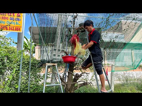 Thời điểm thích hợp để ghép mai đạt hiệu quả cao