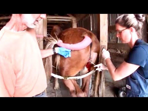 YouTube video about: How much blood does a horse have?
