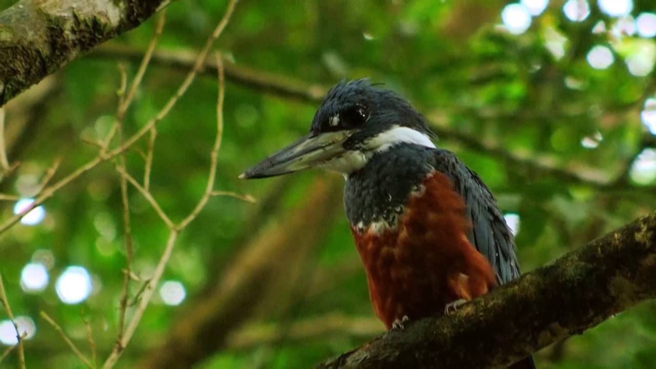 Costa Rica: Natur Wasser Vogel Krokodil (0:56)