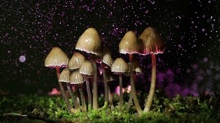 The Amazing Power Of Psychedelics - Leo Does Magic Psilocybin Mushrooms!