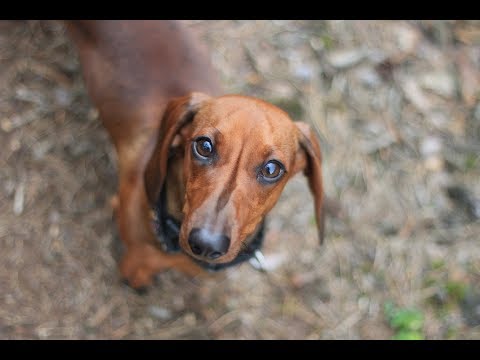 How To Feed My Dachshund