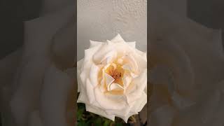 'Helena' Renaissance Rose fully open