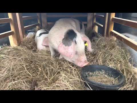 Raising Gloucestershire old spots