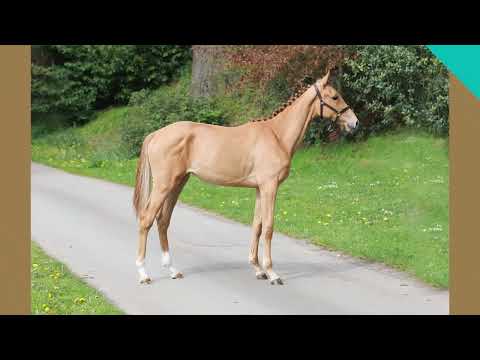 Bolesworth A-List Auction 2023 - Lot 3 : Vahra EB