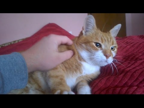 How to Get Your Cat to Be More Affectionate - YouTube