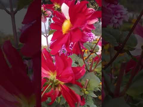 natural beautiful flower 🌺🌺🌹🌹🌹🌺#shortvideo ###