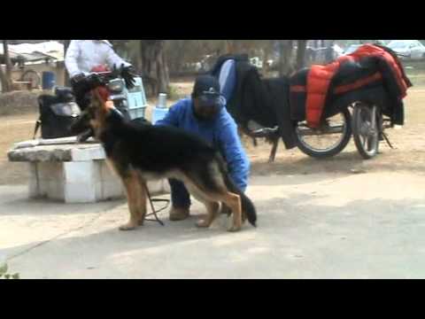 Hondo vom Kummelsee 1.mp4