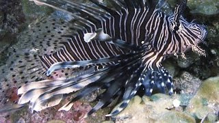 Lionfish Are a Plague. Can Training Sharks to Eat Them Work?