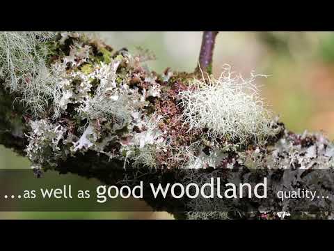 Exhibit Scotland video.