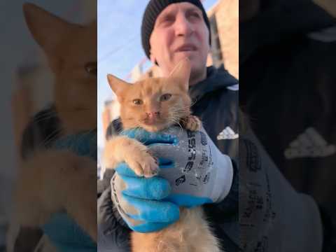 Спасение замерзающего котёнка при -24