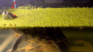 How to get rid of duckweed in fish tank?Red eared Slider turtle  vs Duckweed