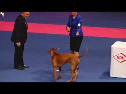 WDS 2017  BEST  Танцы  Индивидуальный