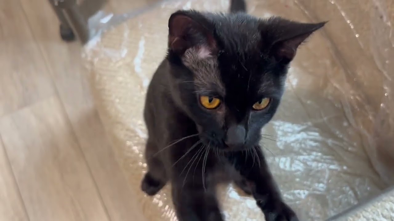 Scarlett has amazing eyes!, a ADOPTABLE Domestic Short Hair in Eagle Point, OR video 2/2