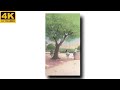 Jhoka Hwa Ka Aaj Bhi Full Screen WhatsApp Status Love Status