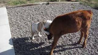 Bulldog and cow BFF's