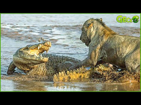 30 Chaotic Battles When Crocodiles Recklessly Invade Lion's Territory | Animal Fight