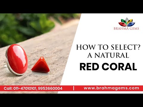 Major Points to Consider While Selecting a Natural Red Coral (Moonga) Stone | Brahma Gems