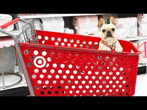 image-Where can I stay in Miami with my dog?