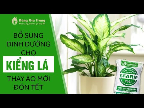 BỔ SUNG DINH DƯỠNG CHO KIỂNG LÁ THAY ÁO MỚI ĐÓN TẾT