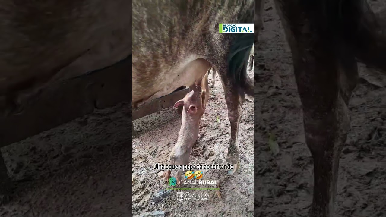 Porquinha confunde as famílias e tenta "almoçar" com as vacas