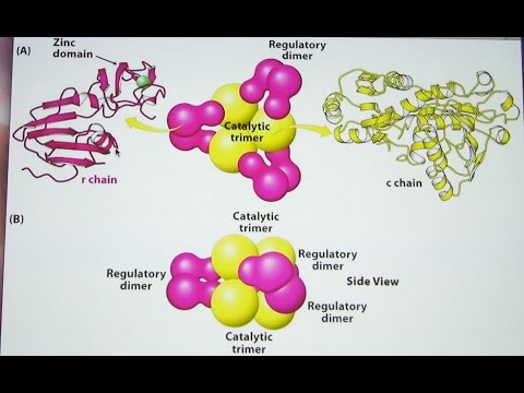 Ahern's Biochemistry #14 - Enzyme Regulation and Control
