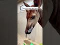 Have You Ever Seen An Okapi Okapi Endangered Animals Zoo Foryou Foryoupage