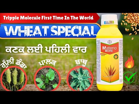 ਕਣਕ ✔️, ਗੁੱਲੀਡੰਡਾ ×ਬਾਥੂ ×ਪਾਲਕ : Bayer Moteno More 2025 new herbicide For wheat 