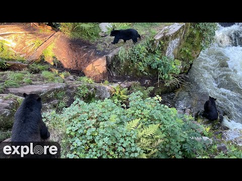 Bear Cam, Alaska