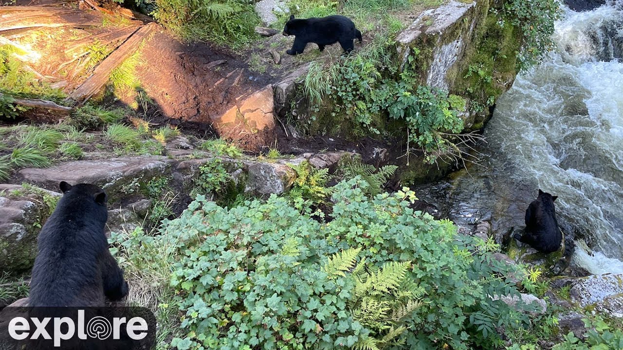 Live webcam view of Anan Bear Cam: Fishing Hole 4