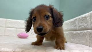 カニンヘンダックスフンドの動画01