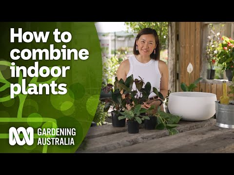 Maximise space by combining indoor plants in one pot | Indoor Plants | Gardening Australia