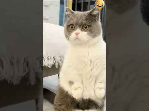 Funny Animal Videos 2022 New Videos Cats, Dogs
