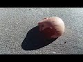 Baby Doll Destruction Not For Kids