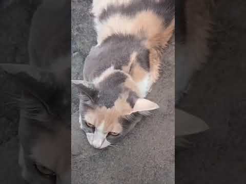 My love 💕 🐈 love 💕